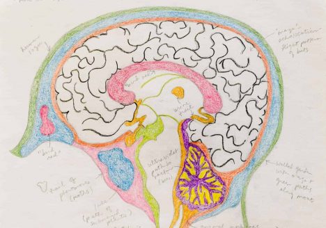 Soft colored pencil drawing of a brain. small hand written lables point to various areas. These things are written in cursive.